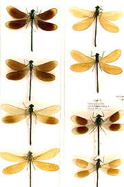 Damselflies in the collection