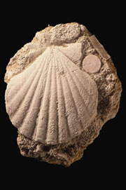 Bivalve from the collection
