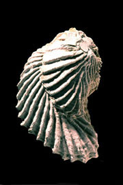 Bivalve from the collection