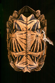 The shell of the Indian star tortoise