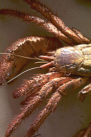 A crab from Darwin's collection in the Museum