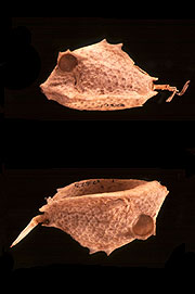 Fish from the collection