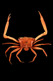 A crab from Darwin's collection