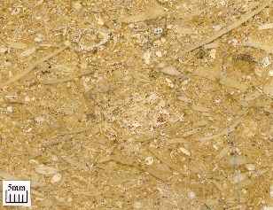 Bioclastic limestone