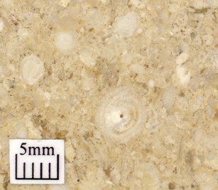 Foraminifera (forams)