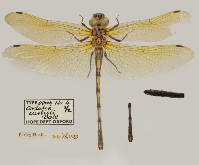 Image of specimen