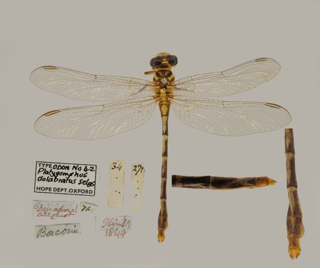 O.U.M.N.H. Entomology Databases