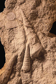 Aphanoptyxis ardleyensis; fossil gastropod