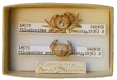 http://www.oum.ox.ac.uk/database/zoology/images/14572.jpg