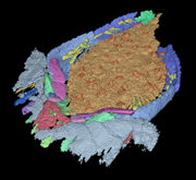 Three-dimensional computer reconstruction of Ctenoimbricata spinosa