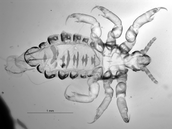 Slide mounted Pediculus mjoebergi louse from the spider monkey