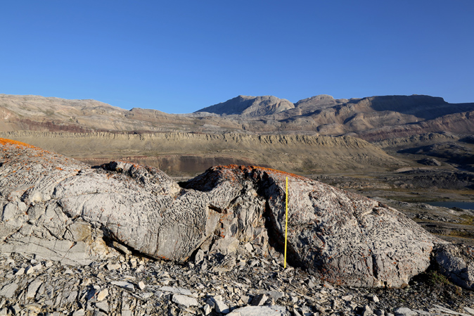 Stromatolite