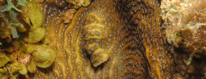 gall crab dwelling