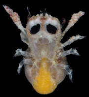 Fizesereneia panda
