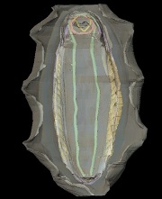 Callochiton septemvalvis