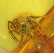 Spider preserved in Baltic amber