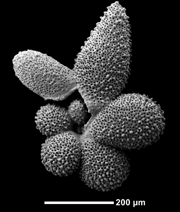 planktonic foraminifera