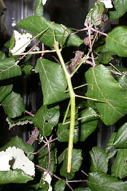 Stick insect