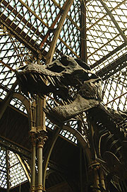 Tyrannosaurus rex