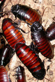 Madagascan hissing cockroaches
