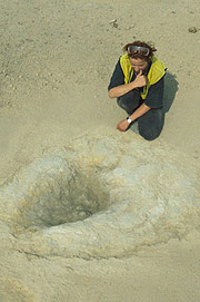 A dinosaur footprint in the field