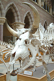 Skeletons on display