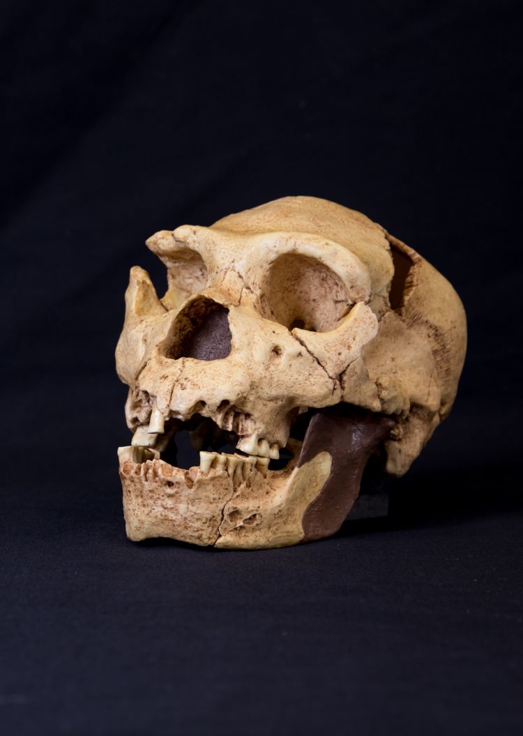 Skull of Homo heidelburgensis