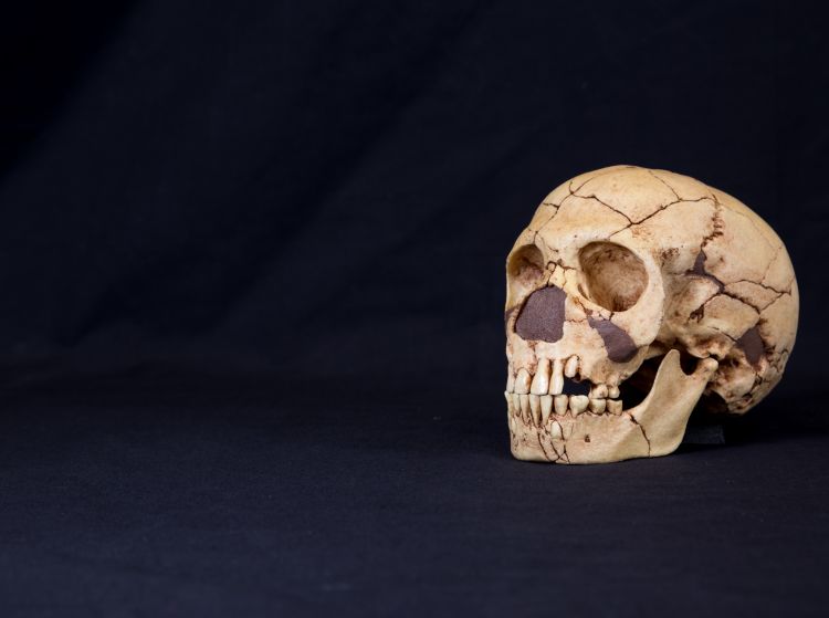 Skull of Neanderthal (Homo neanderthalensis)