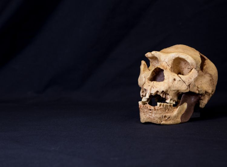 Skull of Homo heidelburgensis