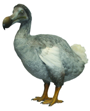 Dodo model