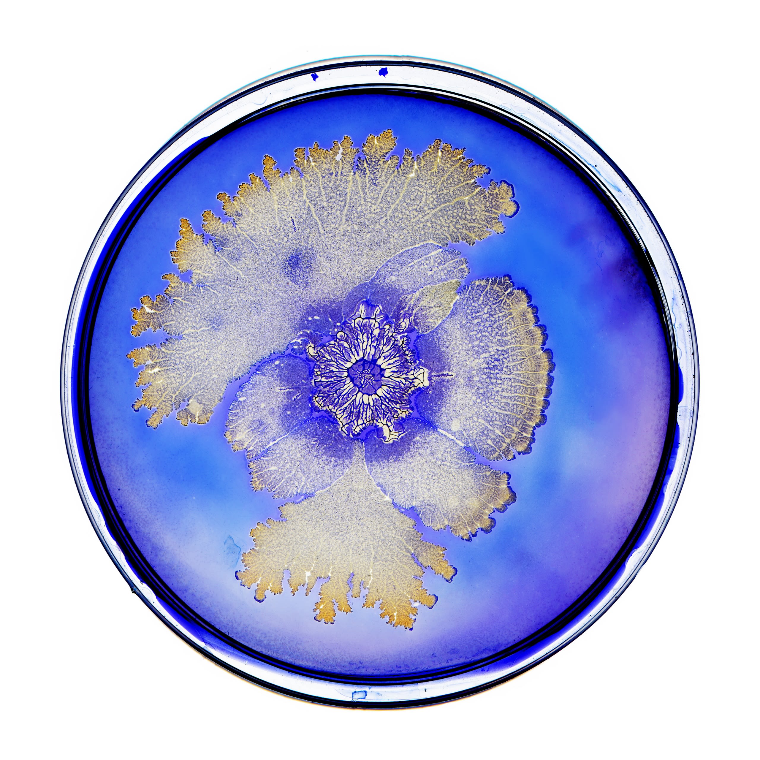 Bacteria found in probiotics