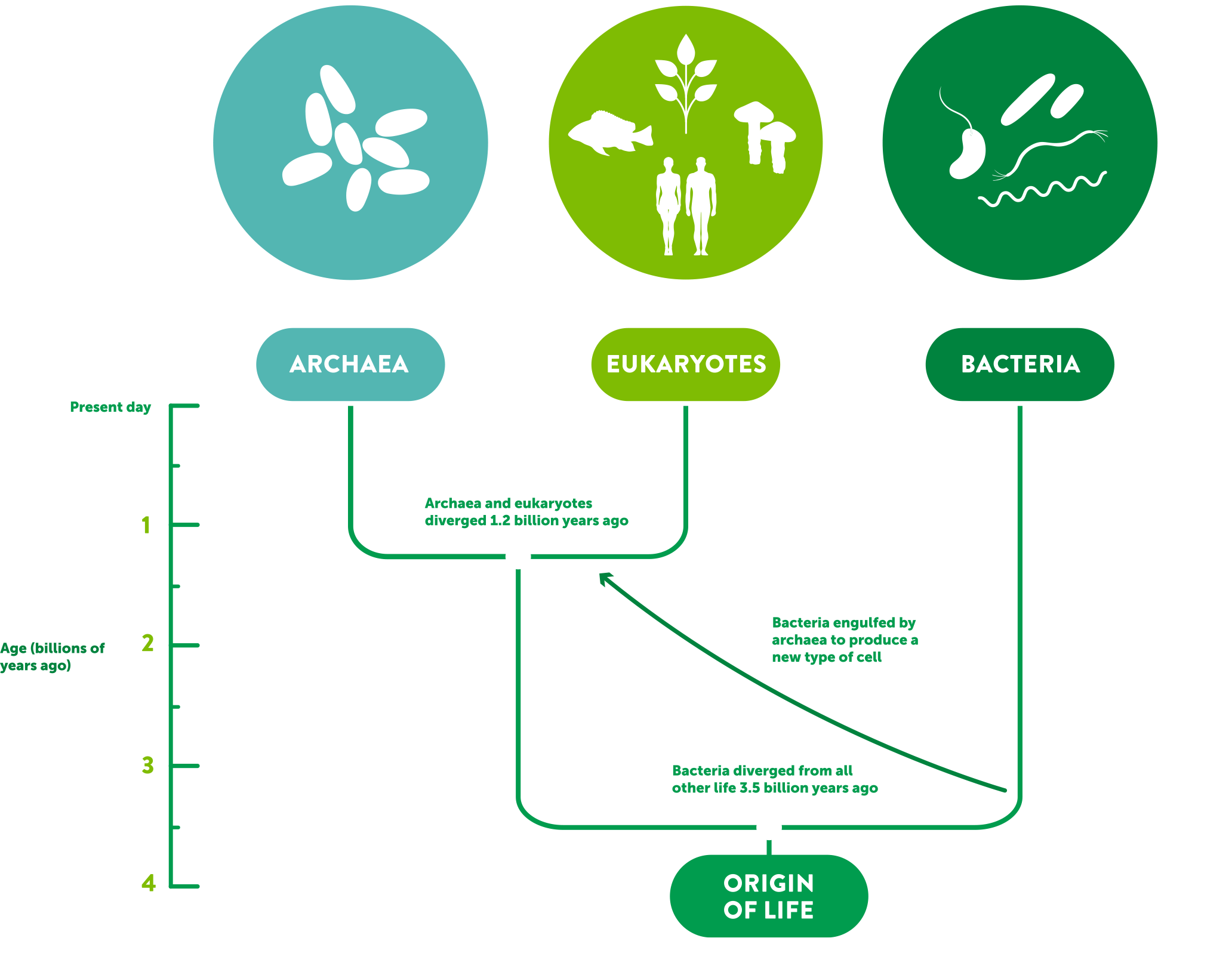 Graphic showing the evolutionary relationships of the three domains of life: Archaea, eukaryotes, and bacteria
