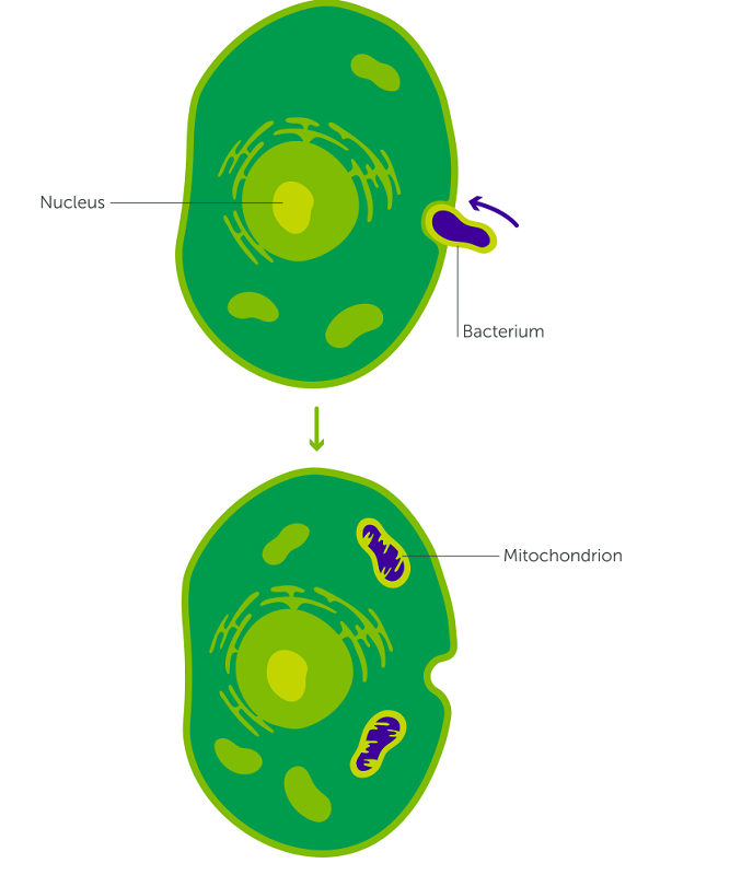 Graphic showing once cell engulfing a smaller bacterium cell