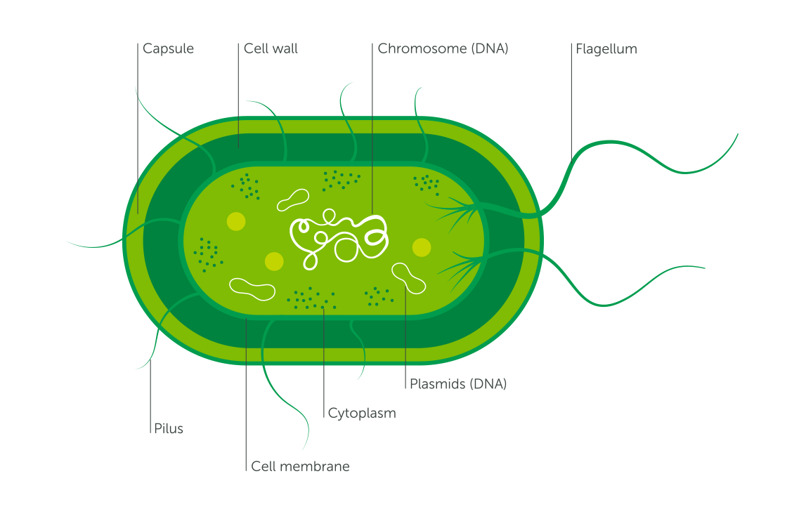 Bacterial Cell Diagram Labeled