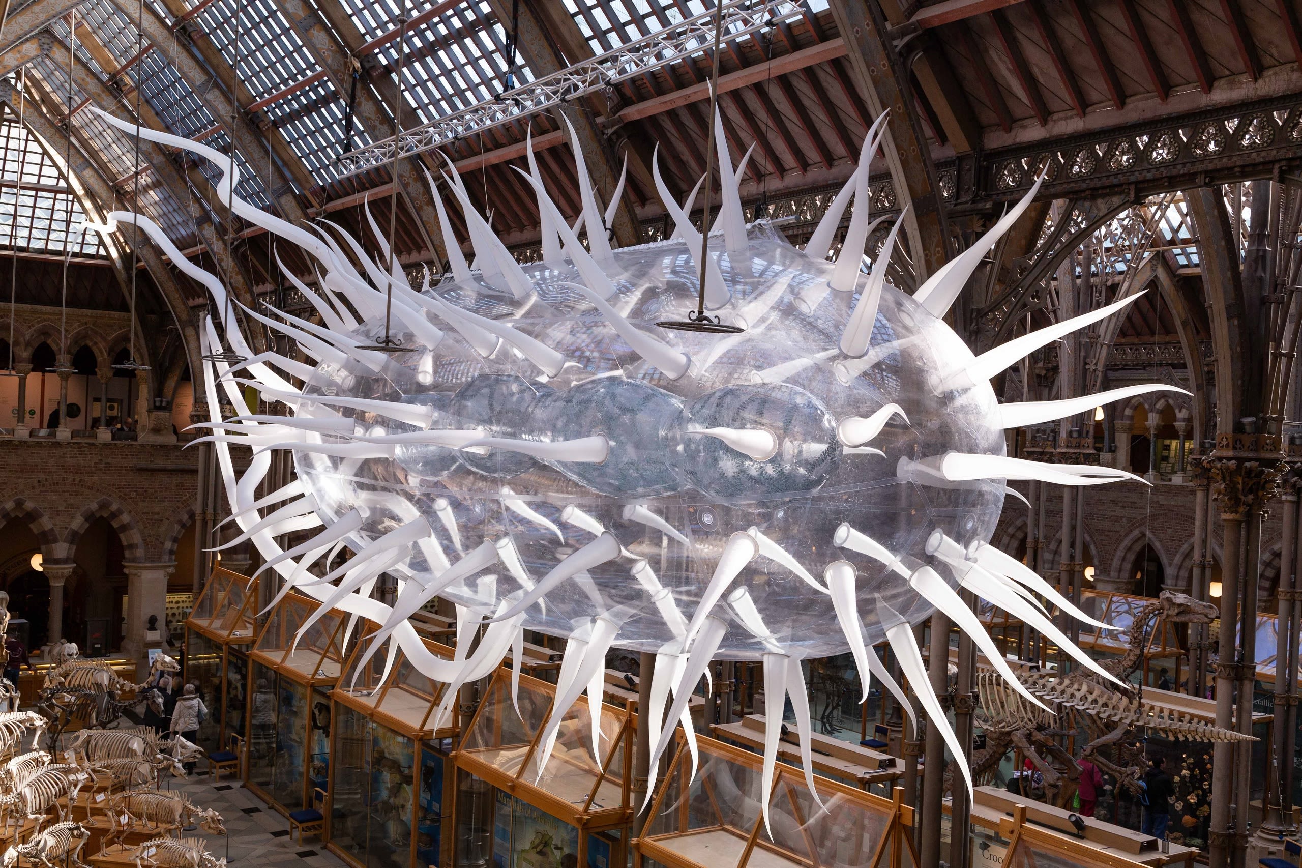 Inflatable white and transparent sculpture of an E. coli cell suspended from the roof of Oxford University Museum of Natural History