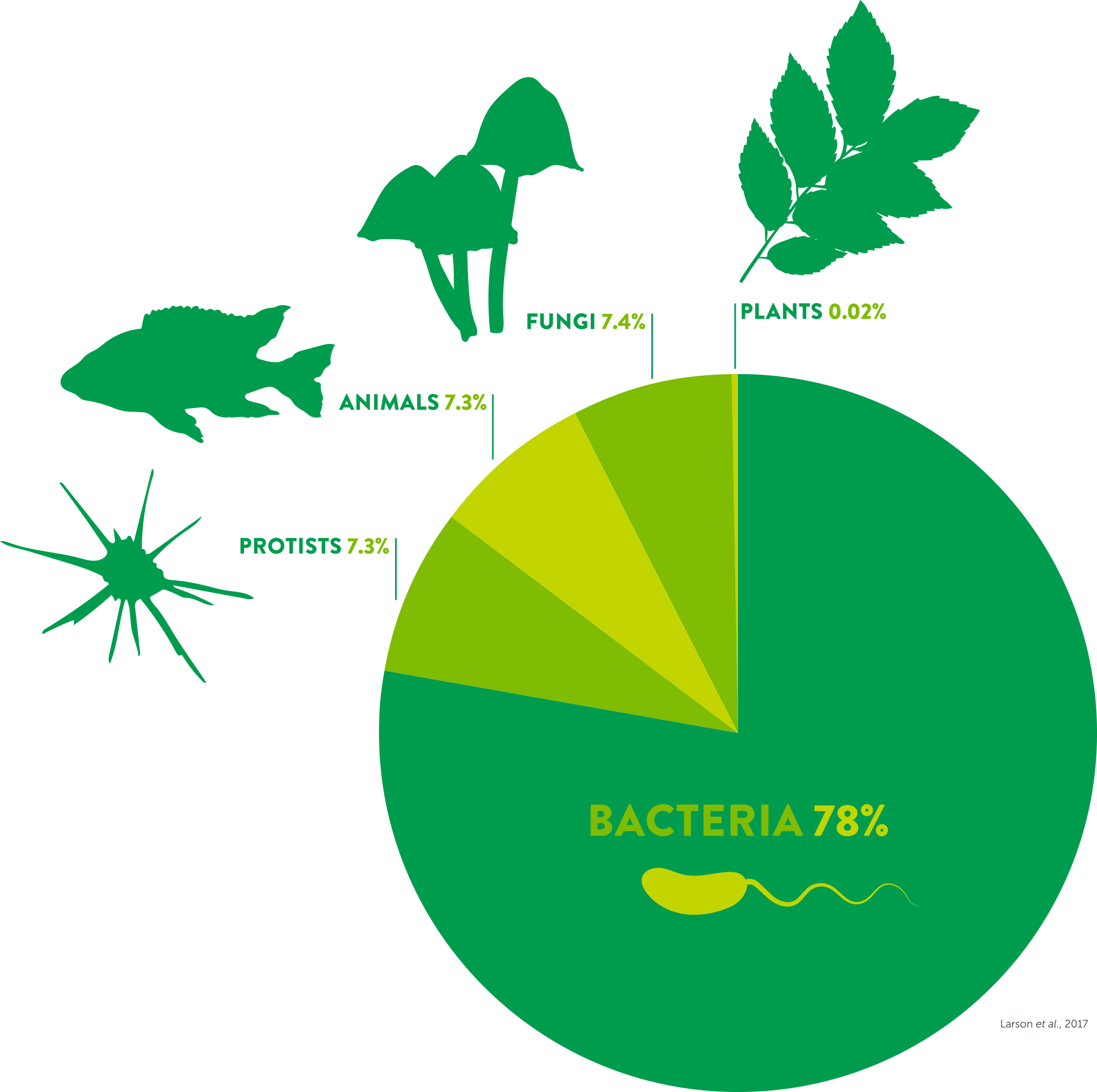 Pie chart reading: Bacteria 78%; Protists 7.3%; Animals 7.3%; Fungi 7.4%; Plants 0.02%
