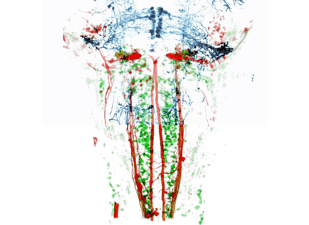 In this zebrafish brain, scientists have identified the circuits of neurons responsible for its behaviour when escaping danger.
Image: Carlos Pantoja, Isacoff Lab, Courtesy of ZEISS Microscopy