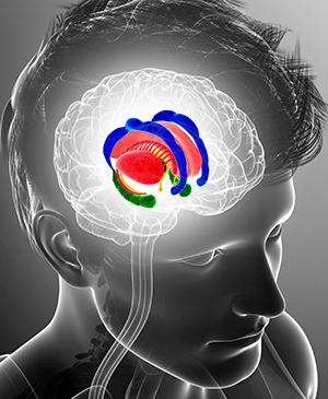 Judging situations requires activity across a network, including limbic areas, shown here, and the prefrontal cortex that is responsible for the rational control of emotions.
Image: Pixologicstudio/Science Photo Library