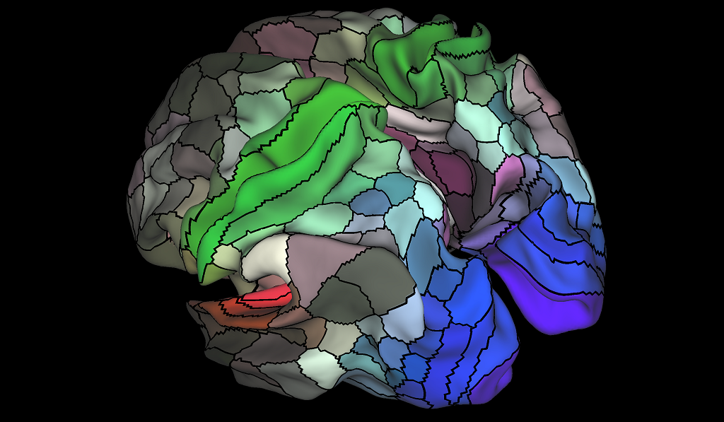 Your brain’s cortex has 180 specialised areas in each hemisphere, according to new functional magnetic resonance imaging scans analysed in the Human Connectome Project. Red areas relate to hearing, green to touch and blue to vision.
Image: Matthew F Glasser and David C Van Essen