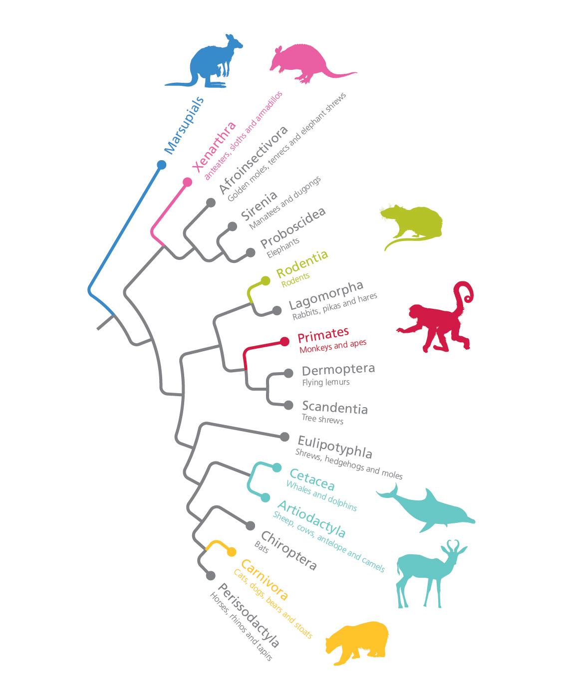 The evolutionary tree of marsupial and placental
 mammals – the Theria – has been dramatically revised in recent years as a result of new genetic analyses.