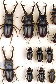 Beetles in the collection
