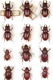 Beetles in the collection