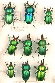 Beetles in the collection