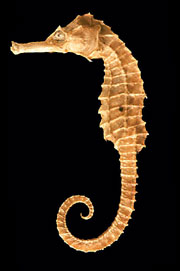 Sea horse from the collection
