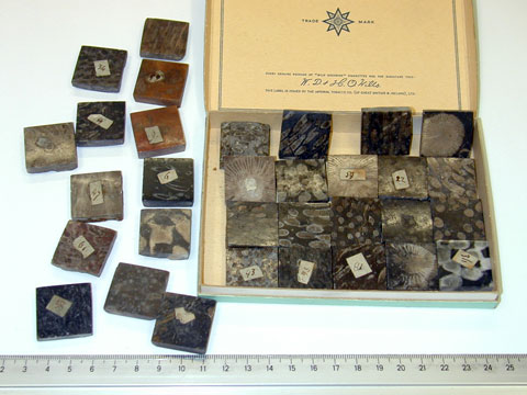 Tiny polished specimens of
                                        different coral limestones in a cigarette box. The history
                                        of this collection is not known.