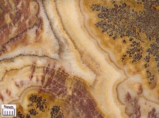 Dendrites in a travertine