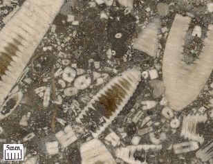 Crinoids