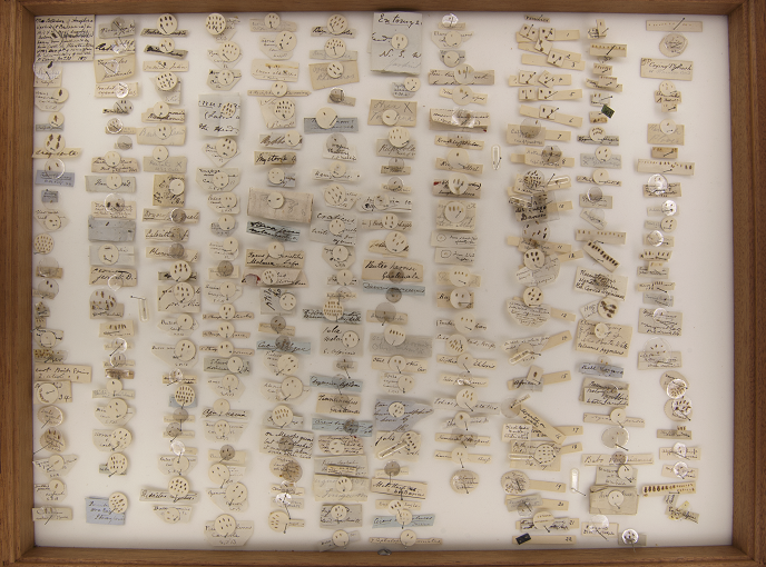 One of the drawers of the Denny collection