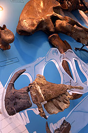 Megasosaurus bones collected locally by Buckland