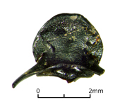 Middle Bronze Age head of a male Onthophagus taurus dung beetle 